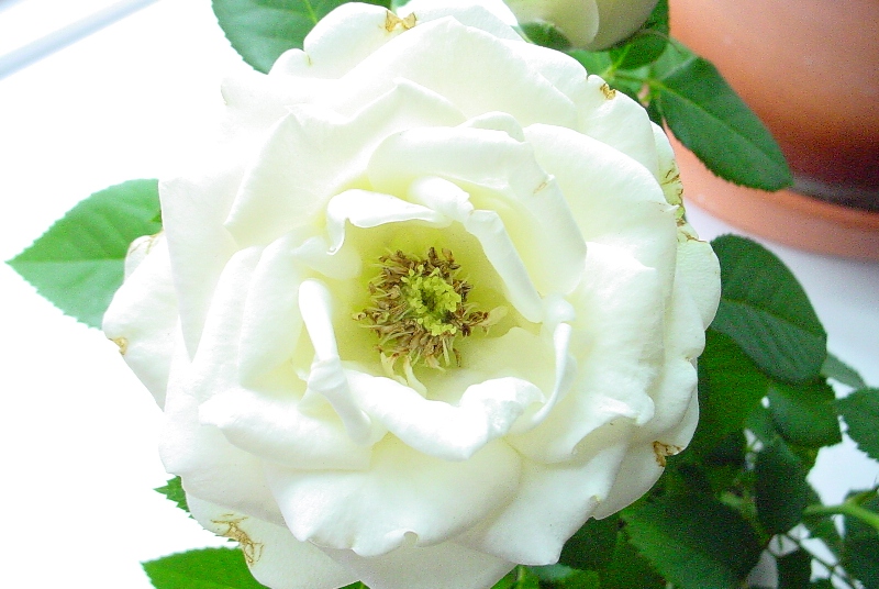 Hvid Rose